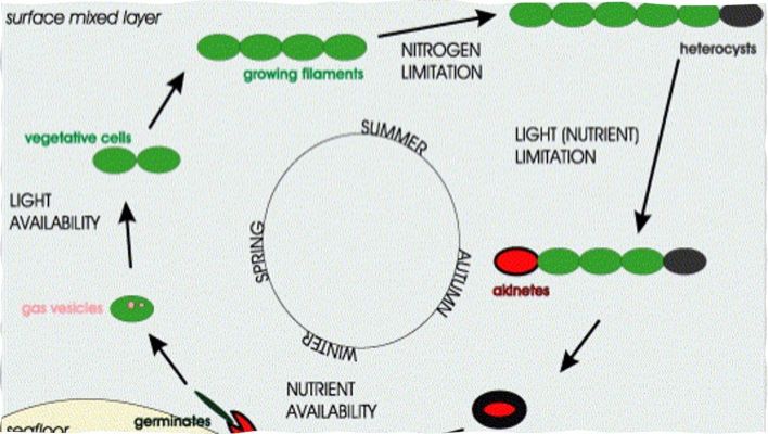 A peaceful wooden jetty extends over a tranquil lake, ideal for relaxation and reflection.
